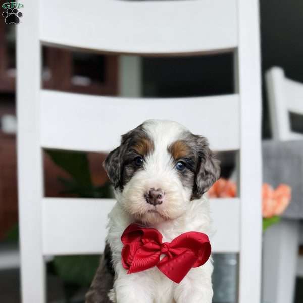 Murphy, Bernedoodle Puppy