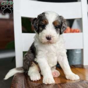 Murphy, Bernedoodle Puppy