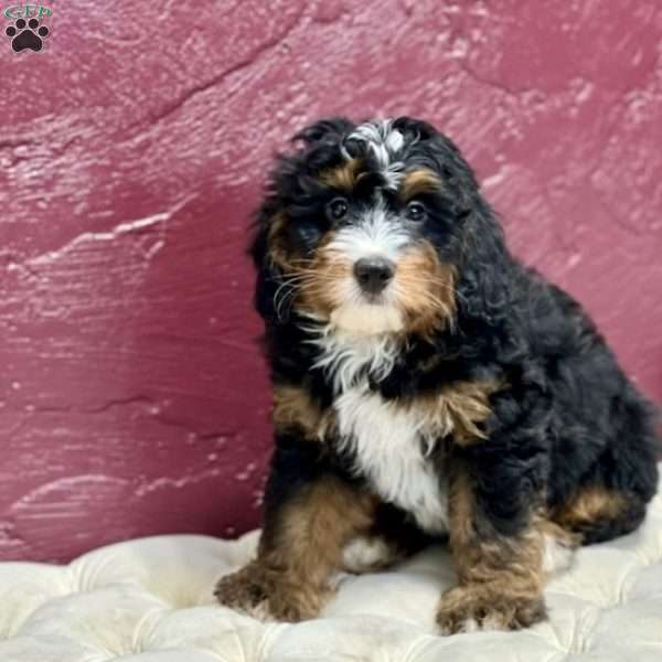 Sanford, Mini Bernedoodle Puppy