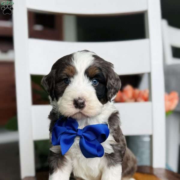 Milo, Bernedoodle Puppy