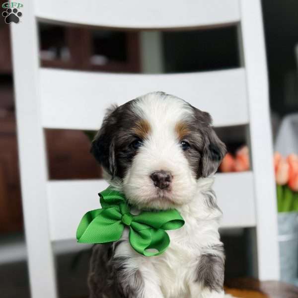 Molly, Bernedoodle Puppy