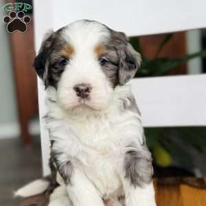 Molly, Bernedoodle Puppy