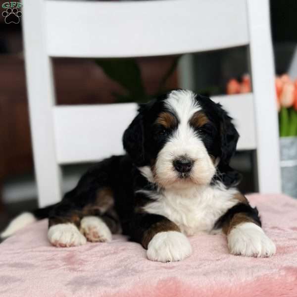 Midnight, Bernedoodle Puppy