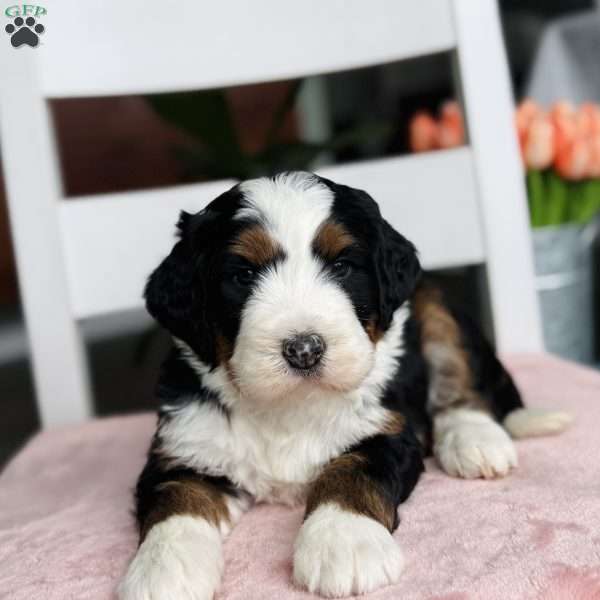 Muffin, Bernedoodle Puppy