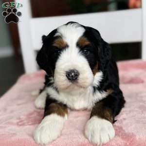 Muffin, Bernedoodle Puppy