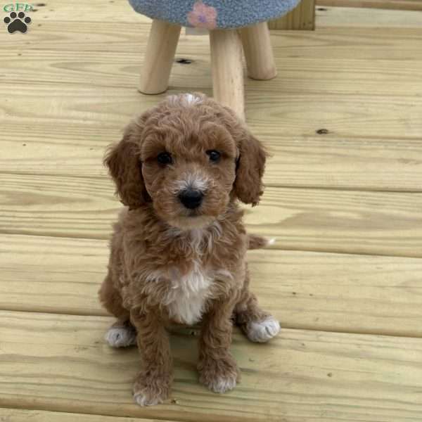 Mia, Miniature Poodle Puppy