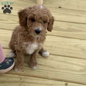 Mia, Miniature Poodle Puppy