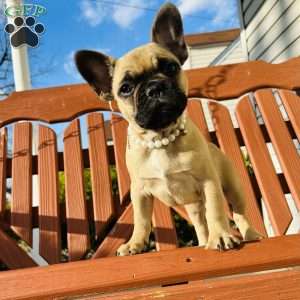 Lulu, French Bulldog Puppy