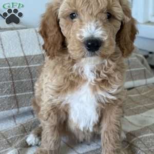 Banks, Standard Poodle Puppy