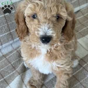 Banks, Standard Poodle Puppy