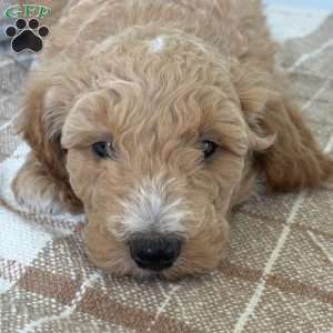 Banks, Standard Poodle Puppy