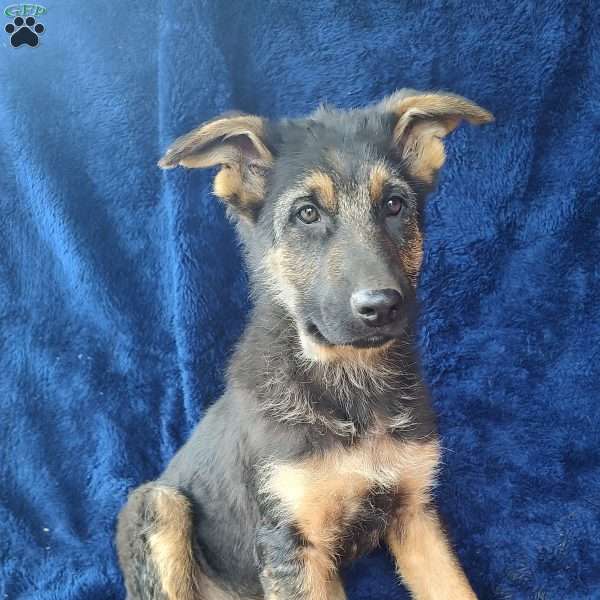 Super Man, German Shepherd Puppy