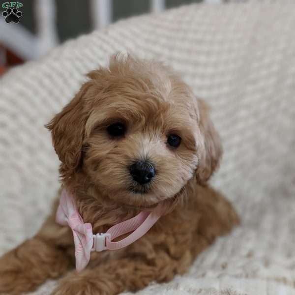 Belle, Maltipoo Puppy