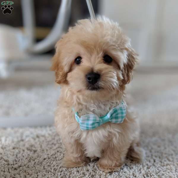 Teddy, Maltipoo Puppy