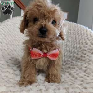 Maddie, Maltipoo Puppy