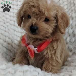 Maddie, Maltipoo Puppy