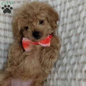 Maddie, Maltipoo Puppy