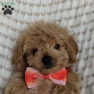 Maddie, Maltipoo Puppy