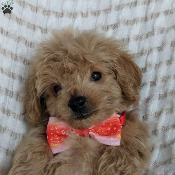 Maddie, Maltipoo Puppy