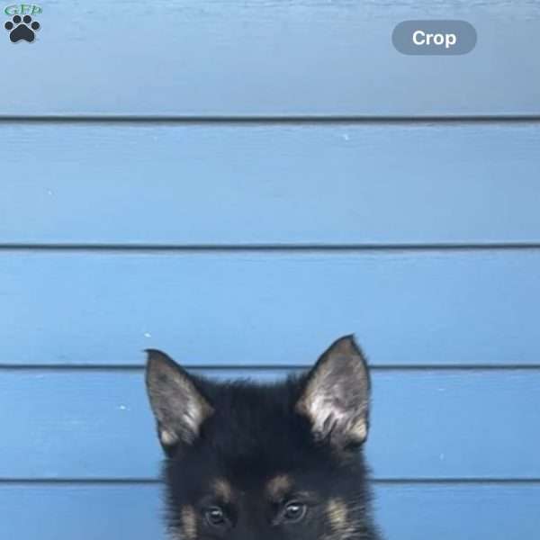 Boyd, German Shepherd Puppy