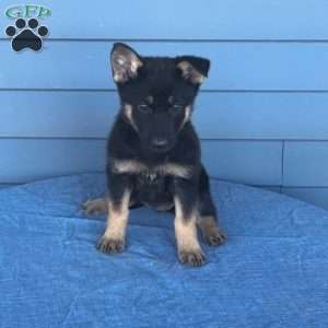 Tabatha, German Shepherd Puppy