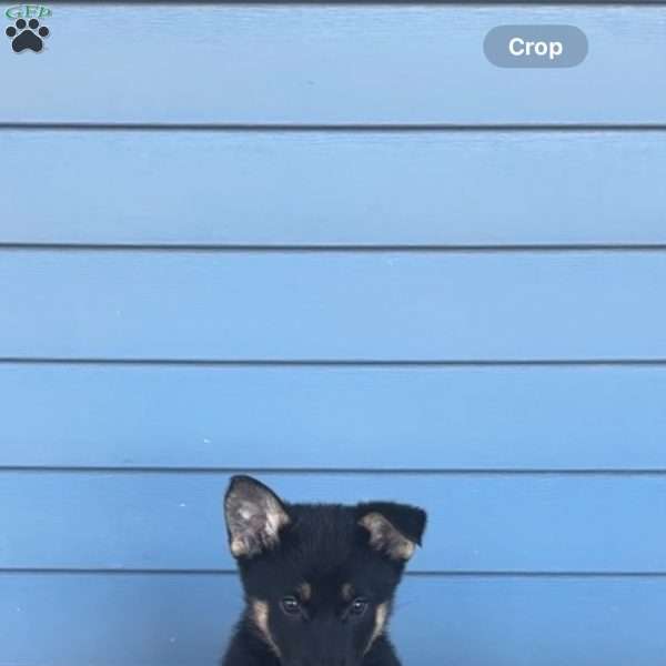 Tabatha, German Shepherd Puppy