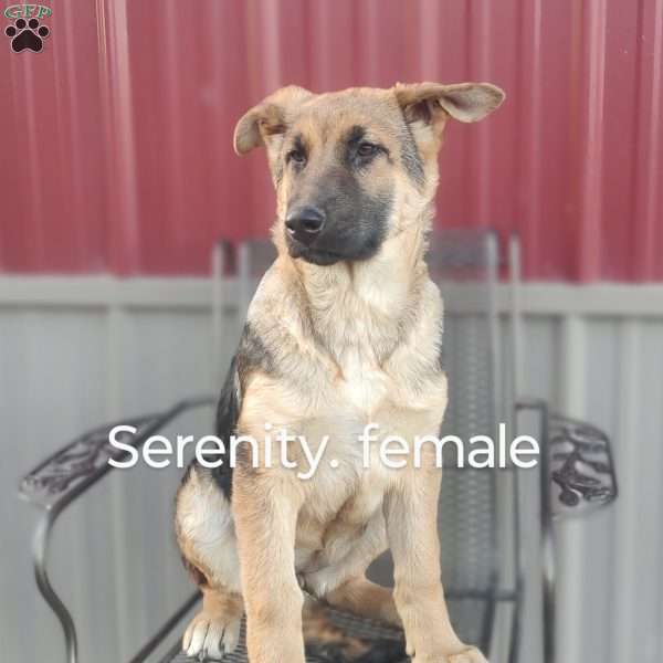 Serenity, German Shepherd Puppy