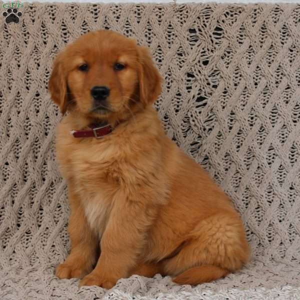 Thor, Golden Retriever Puppy