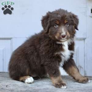 Elam, Miniature Australian Shepherd Puppy