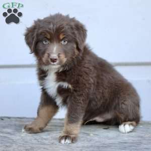 Elam, Miniature Australian Shepherd Puppy