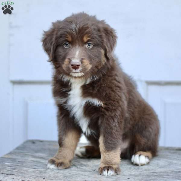 Elam, Miniature Australian Shepherd Puppy