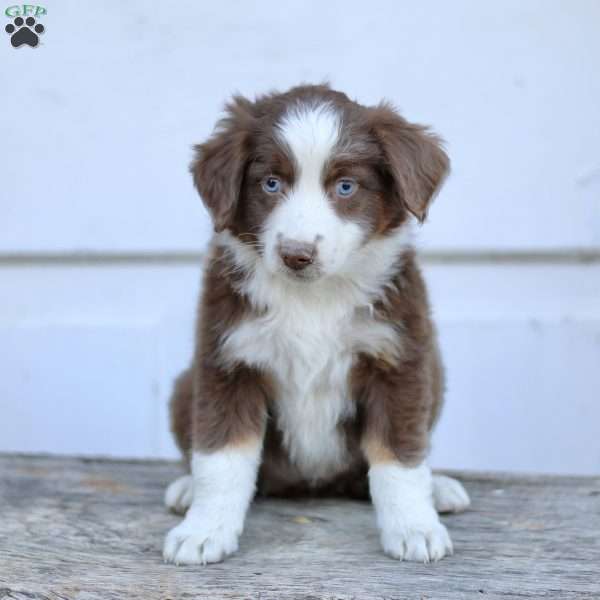 Edna, Miniature Australian Shepherd Puppy