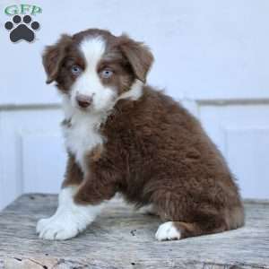 Edna, Miniature Australian Shepherd Puppy