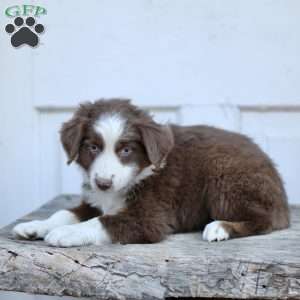 Edna, Miniature Australian Shepherd Puppy