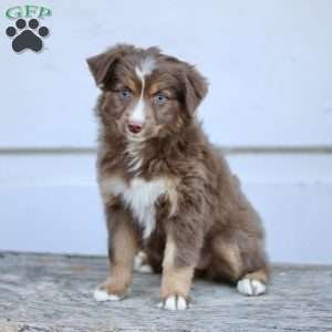 Elise, Miniature Australian Shepherd Puppy