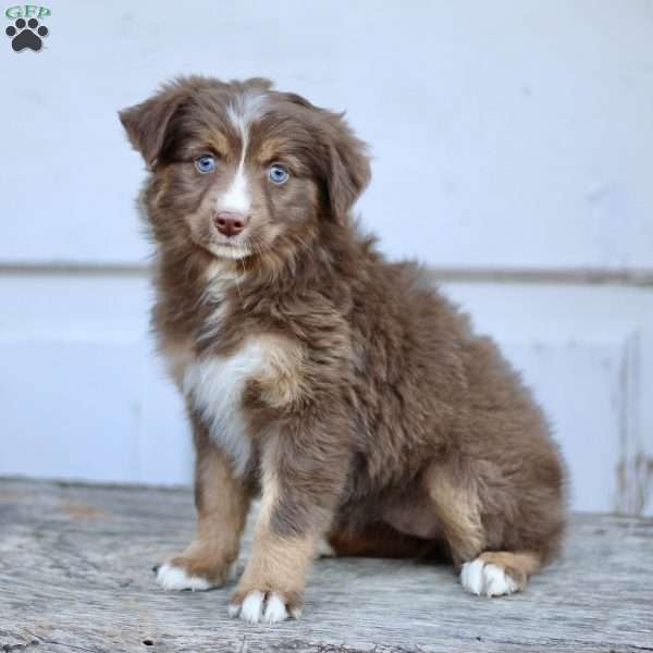 Elise, Miniature Australian Shepherd Puppy