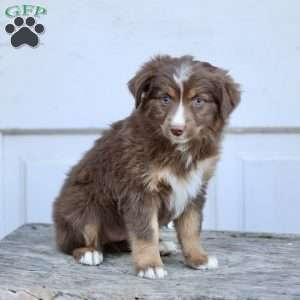 Elise, Miniature Australian Shepherd Puppy