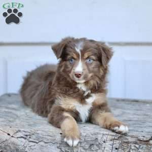 Elise, Miniature Australian Shepherd Puppy