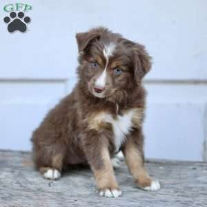 Elise, Miniature Australian Shepherd Puppy