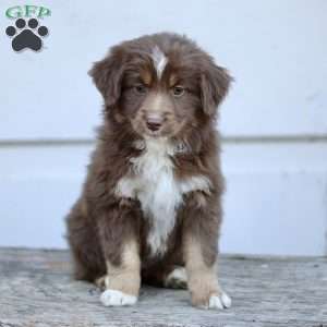 Emily, Miniature Australian Shepherd Puppy