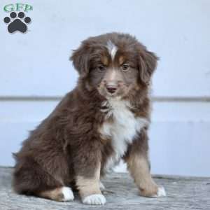 Emily, Miniature Australian Shepherd Puppy