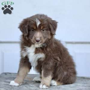 Emily, Miniature Australian Shepherd Puppy