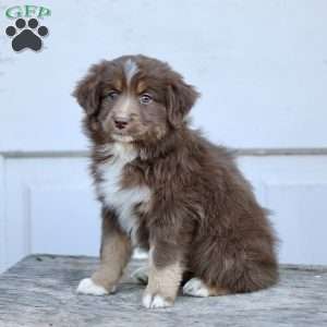 Emily, Miniature Australian Shepherd Puppy