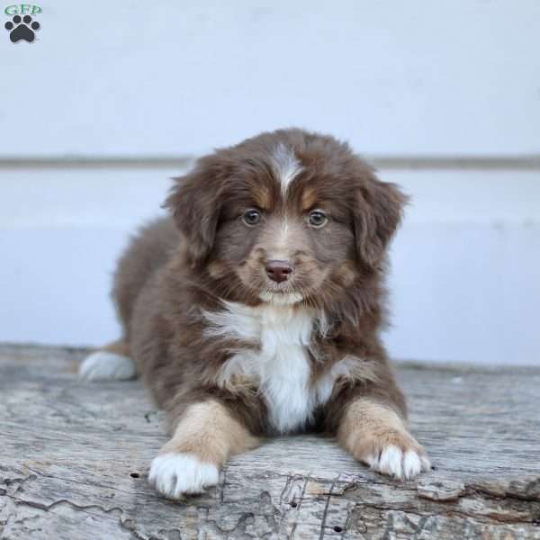 Emily, Miniature Australian Shepherd Puppy