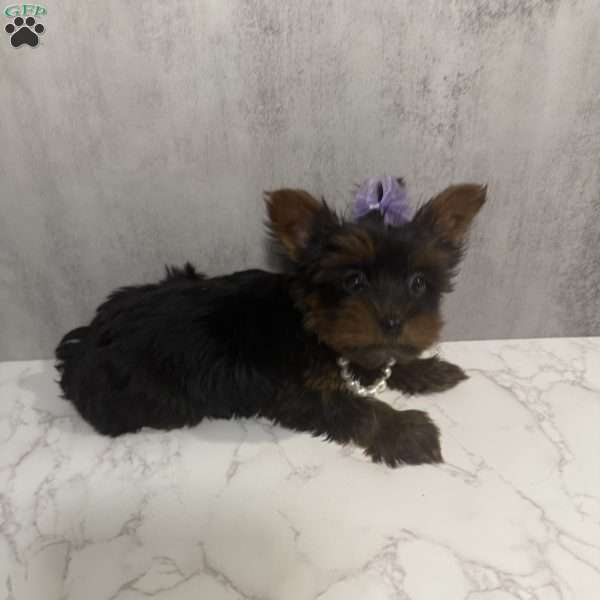 Dailiah- teacup, Yorkie Puppy