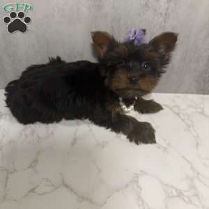 Dailiah- teacup, Yorkie Puppy