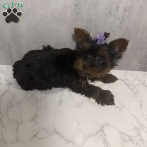 Dailiah- teacup, Yorkie Puppy