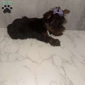 Dailiah- teacup, Yorkie Puppy