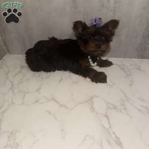 Dailiah- teacup, Yorkie Puppy