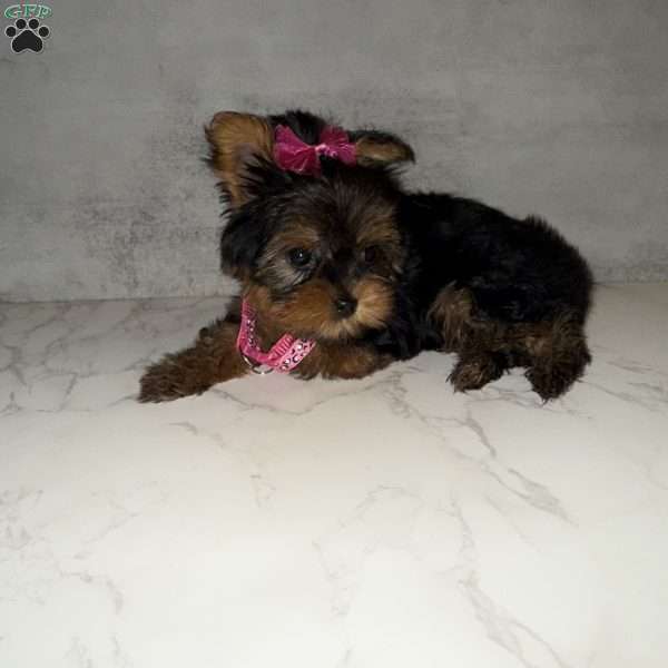 Kammy- micro, Yorkie Puppy